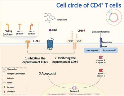 Sinomenine regulates immune cell subsets: Potential neuro-immune intervene for precise treatment of chronic pain